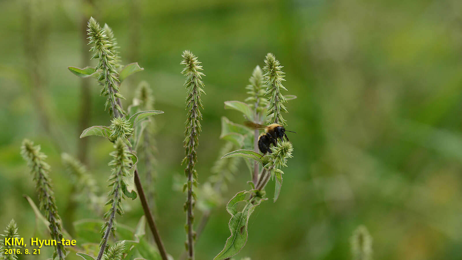 Image of Bombus opulentus Smith 1861