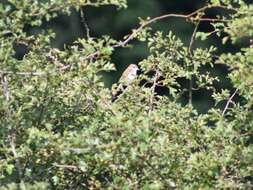 Image of Red-backed Shrike