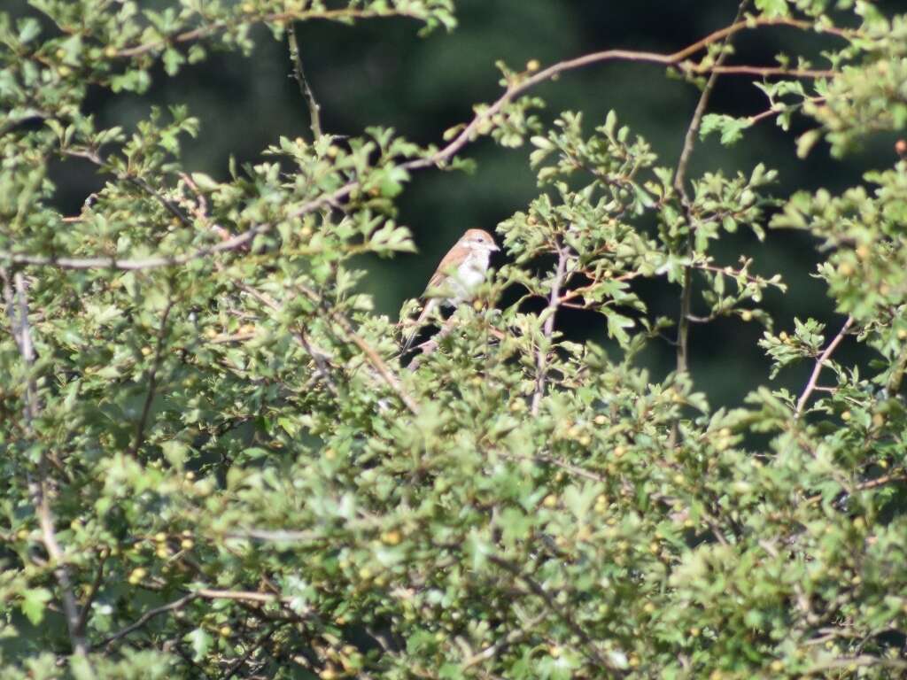 Image of Red-backed Shrike