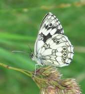 Image of marbled white