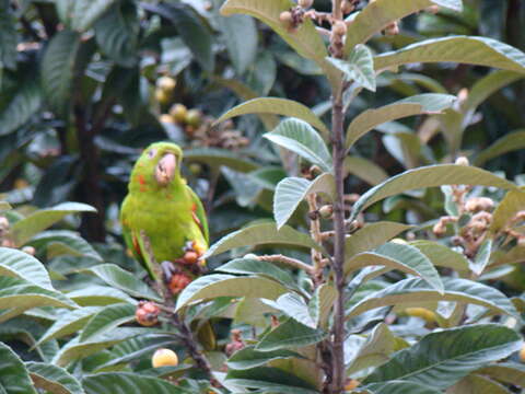 Image of Yellow-chevroned Parakeet