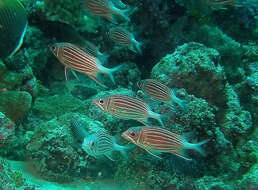 Image of Crown Squirrelfish