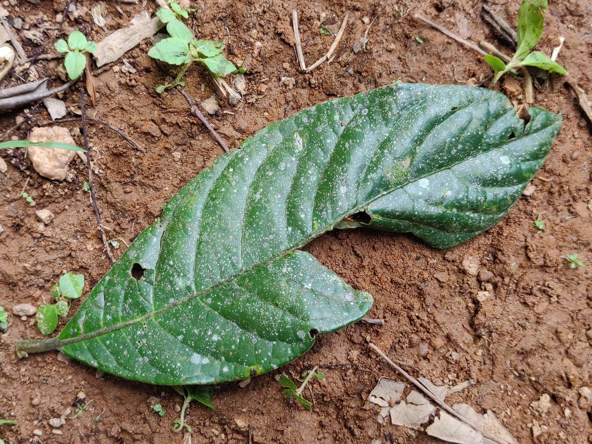 Image of Litsea floribunda (Bl.) Gamble