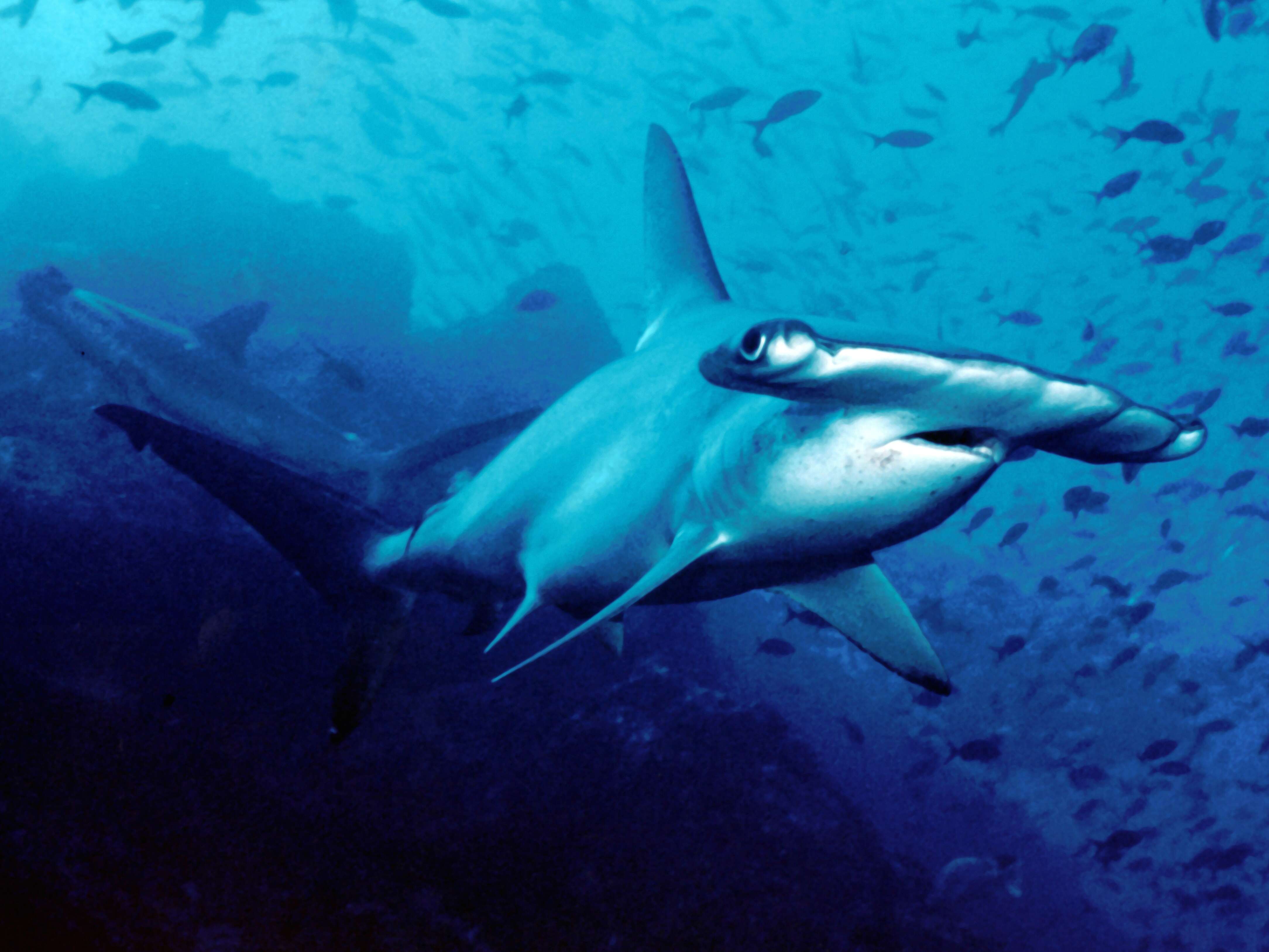 Image of Scalloped Hammerhead