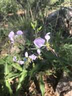 Image of Aneilema hockii De Wild.