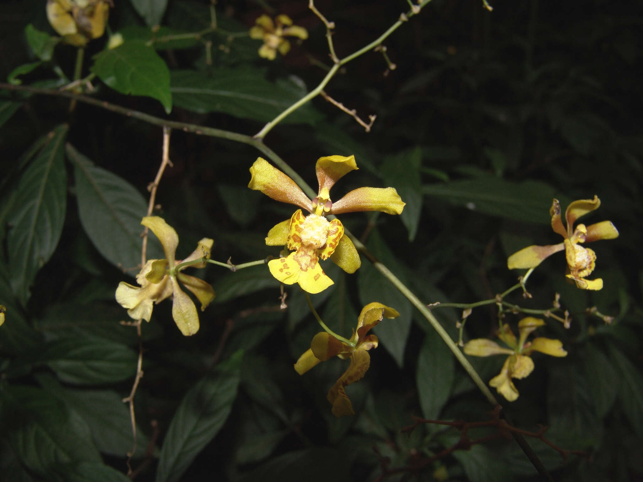 Image of mule-ear orchid