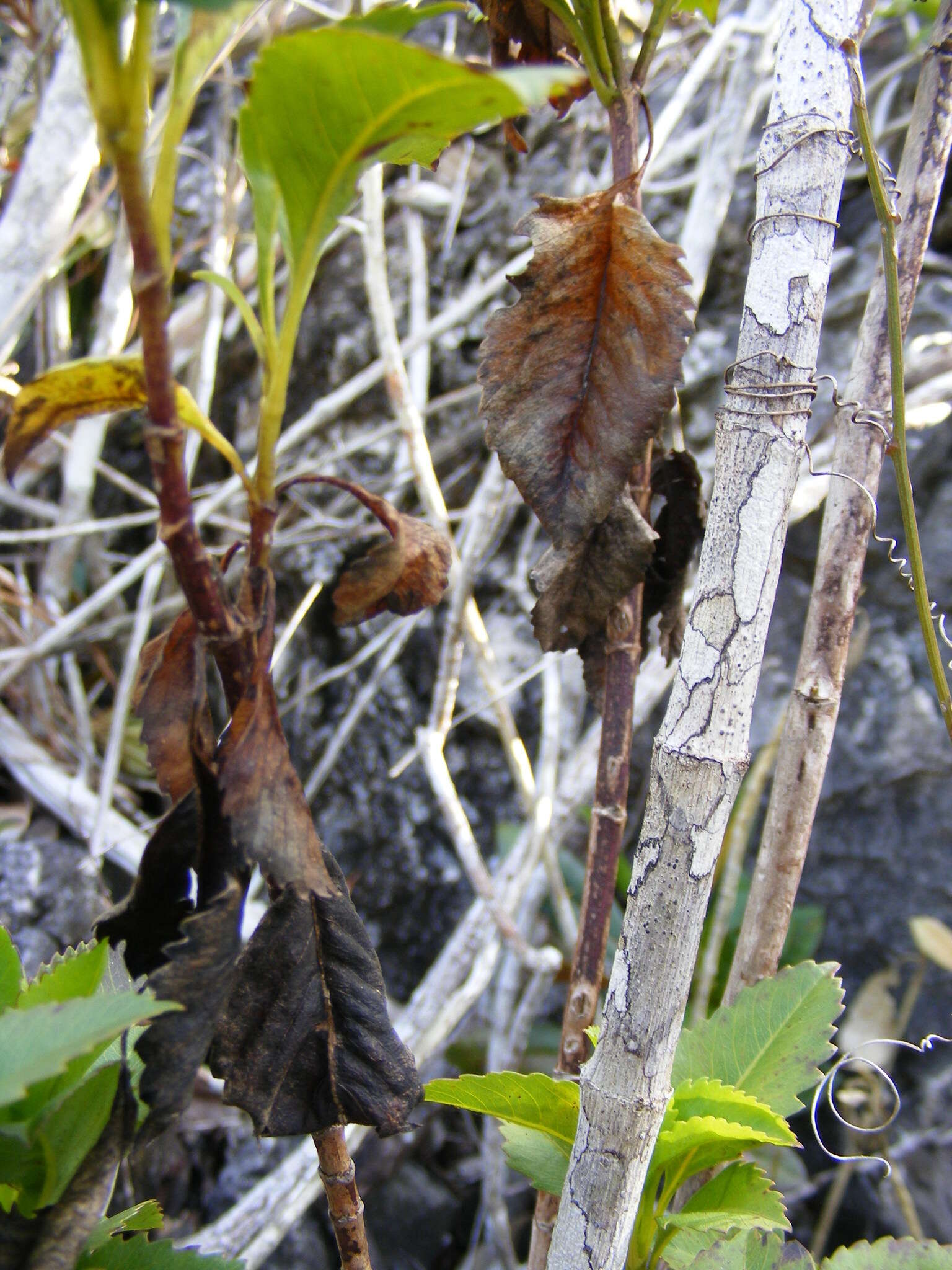 Image of Bidens clarendonensis Britt.