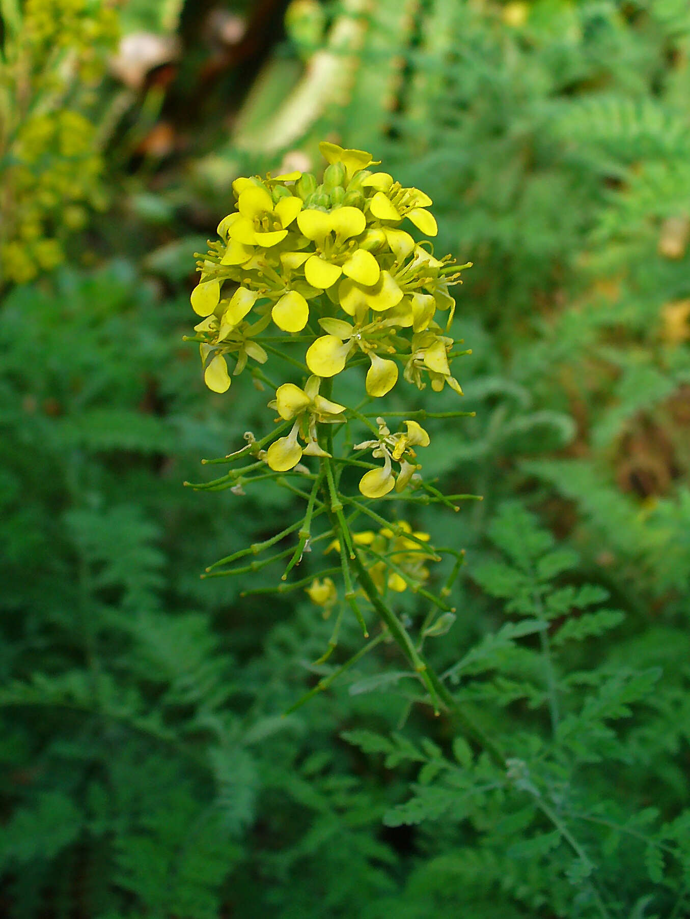 Imagem de Descurainia bourgaeana (E. Fourn.) Webb