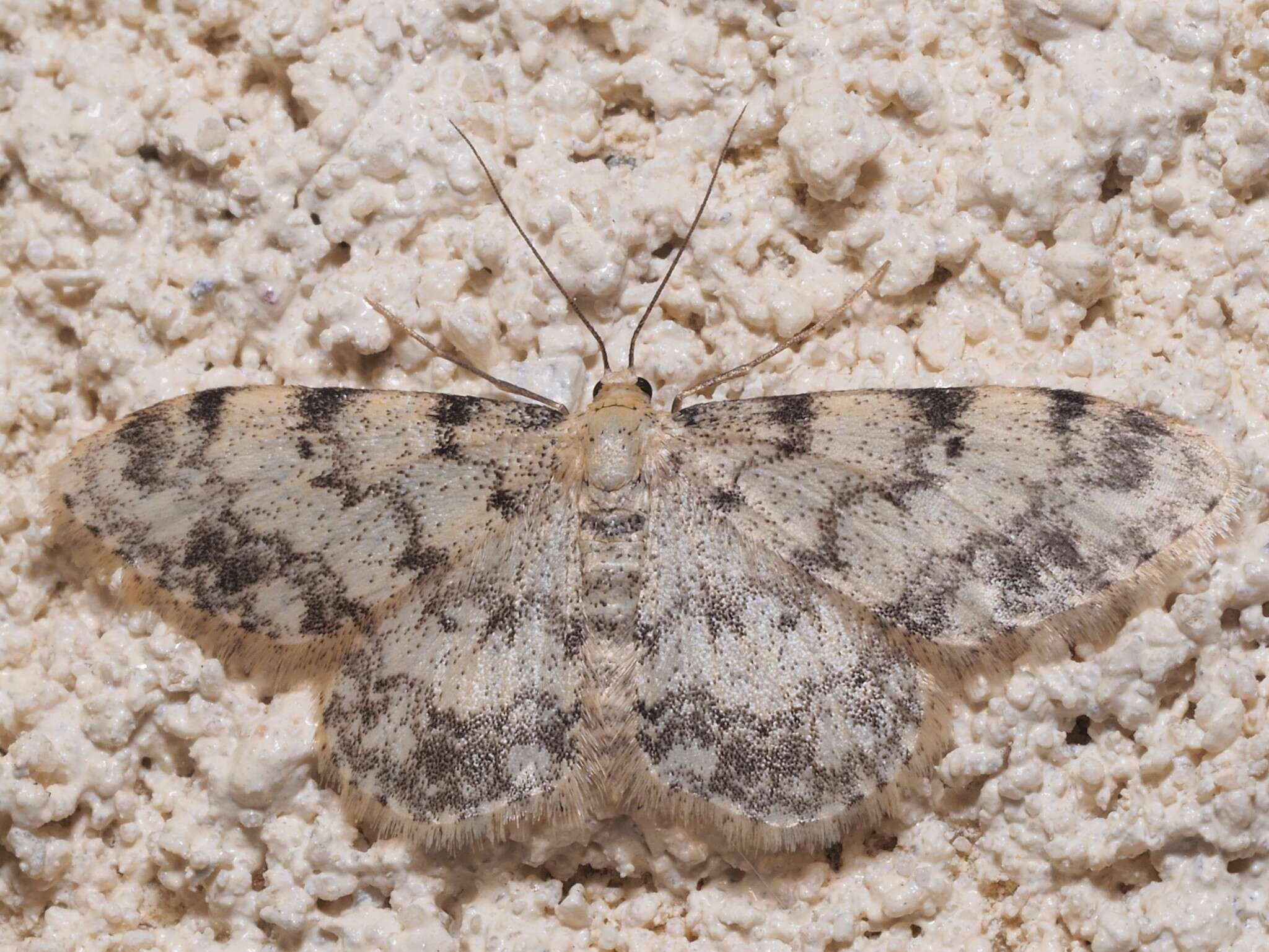 Image de Idaea contiguaria Hübner 1798