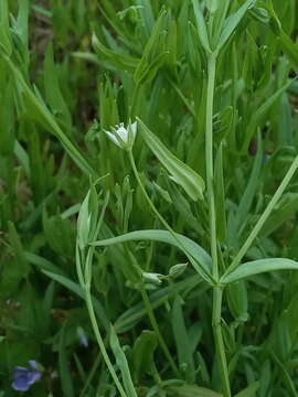 Image of Stellaria hebecalyx Fenzl