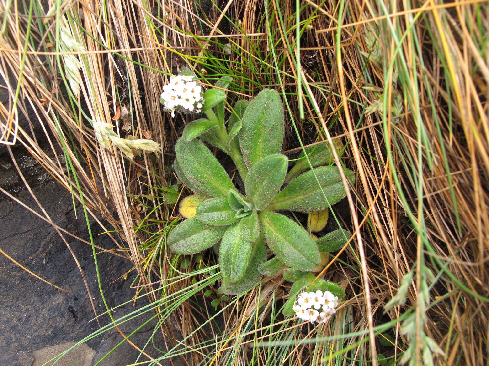 Image of Myosotis rakiura L. B. Moore