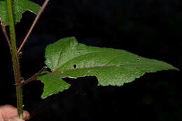 Image of Kosteletzkya tubiflora (DC.) O. J. Blanchard & R. Mc Vaugh