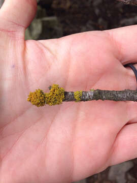 Image of orange wall lichen