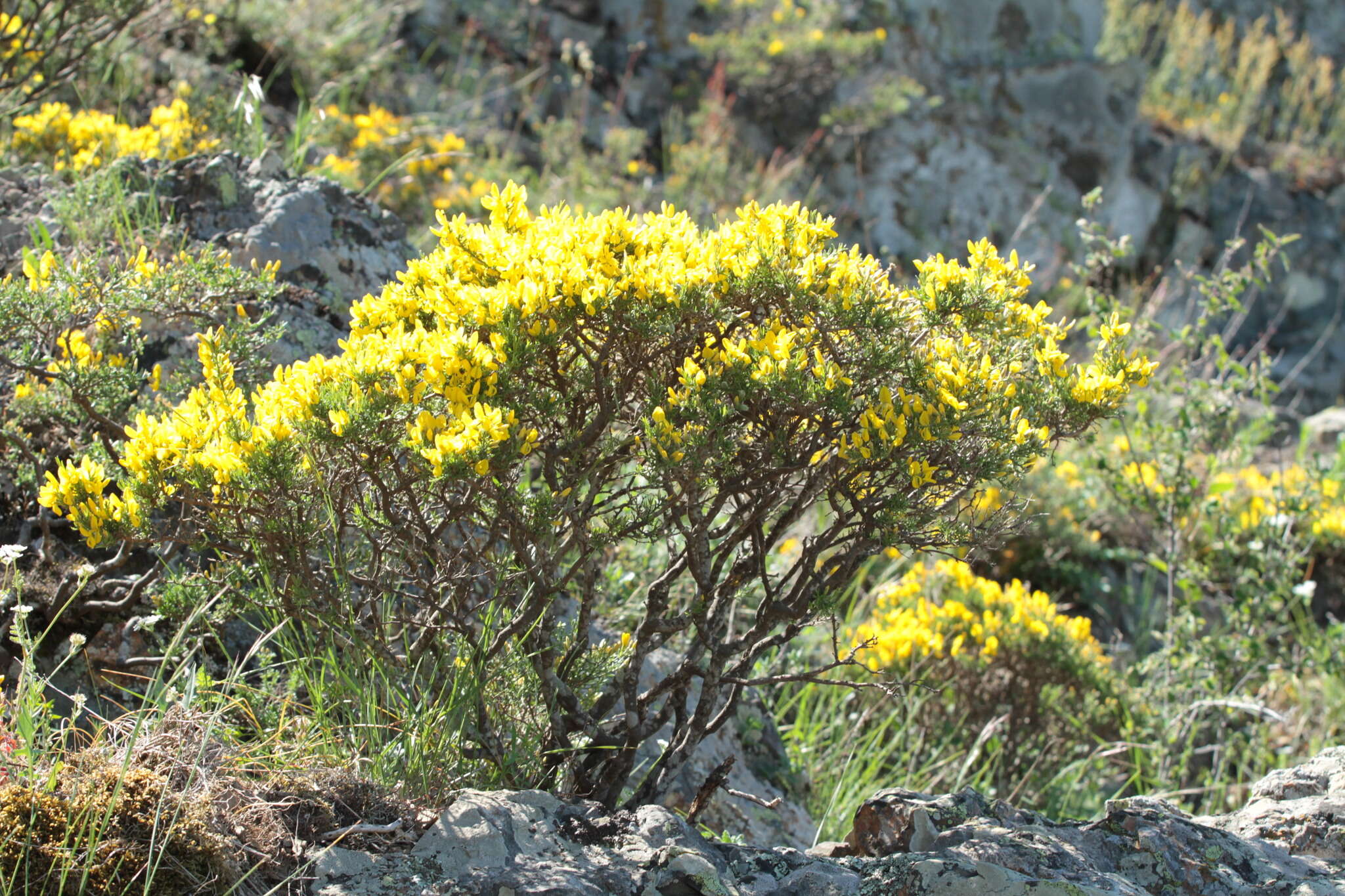 Image of Genista verae Juz.