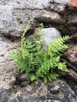 Image of Cheilanthes lozanoi (Maxon) R. M. Tryon & A. F. Tryon