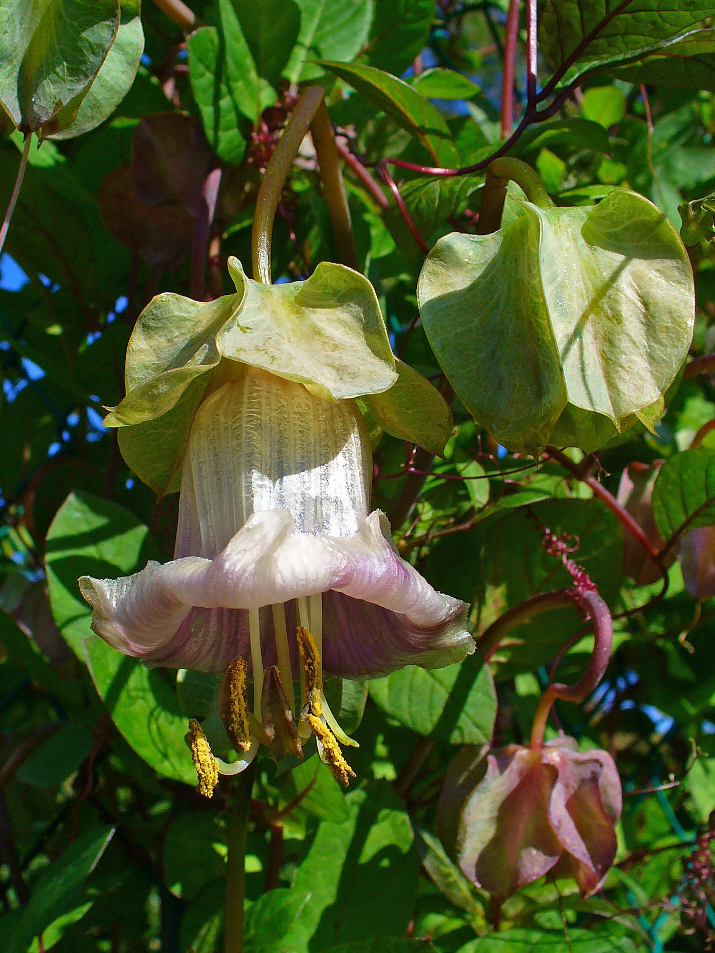 Imagem de Cobaea scandens Cav.