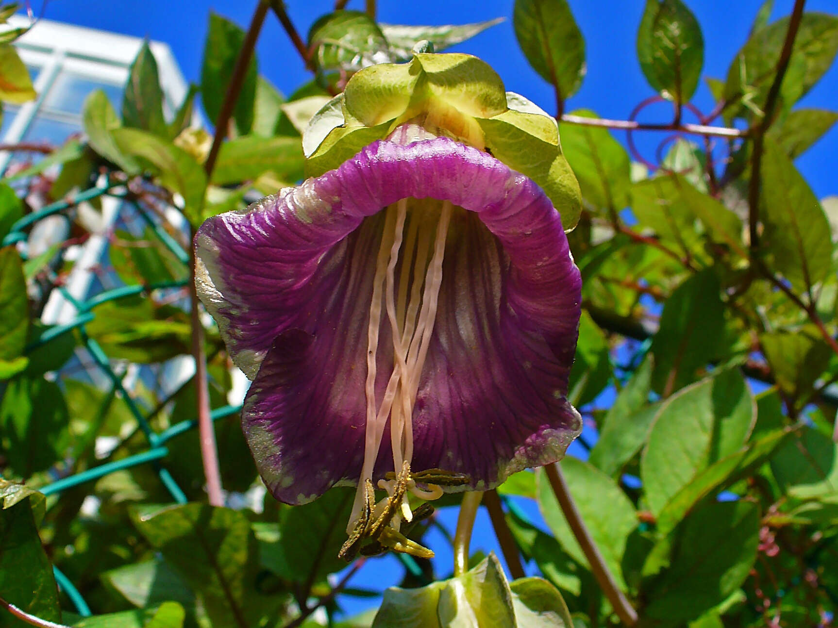 Imagem de Cobaea scandens Cav.