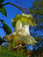 Imagem de Cobaea scandens Cav.