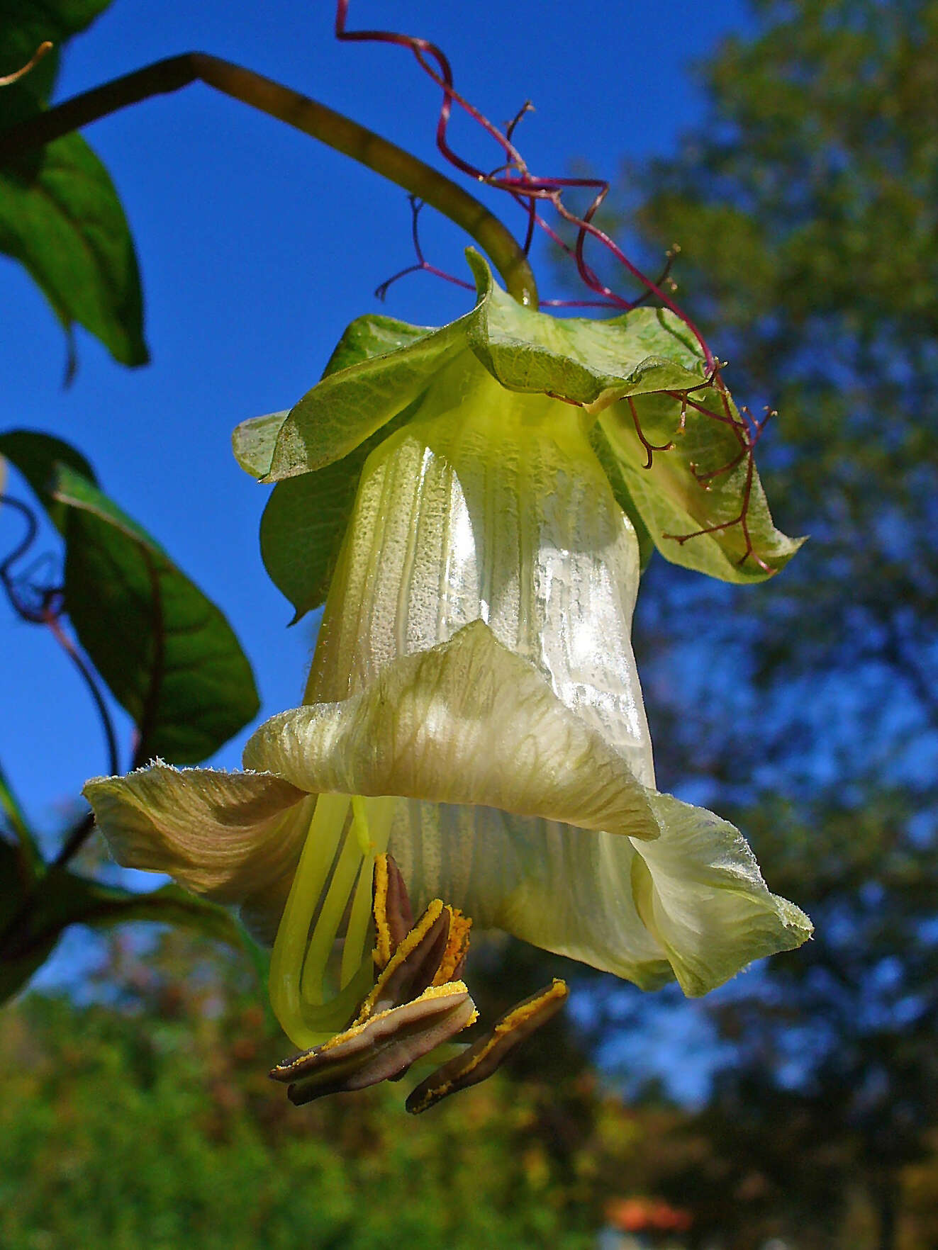 Imagem de Cobaea scandens Cav.