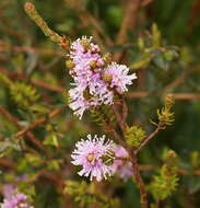 Imagem de Melaleuca squamea Labill.