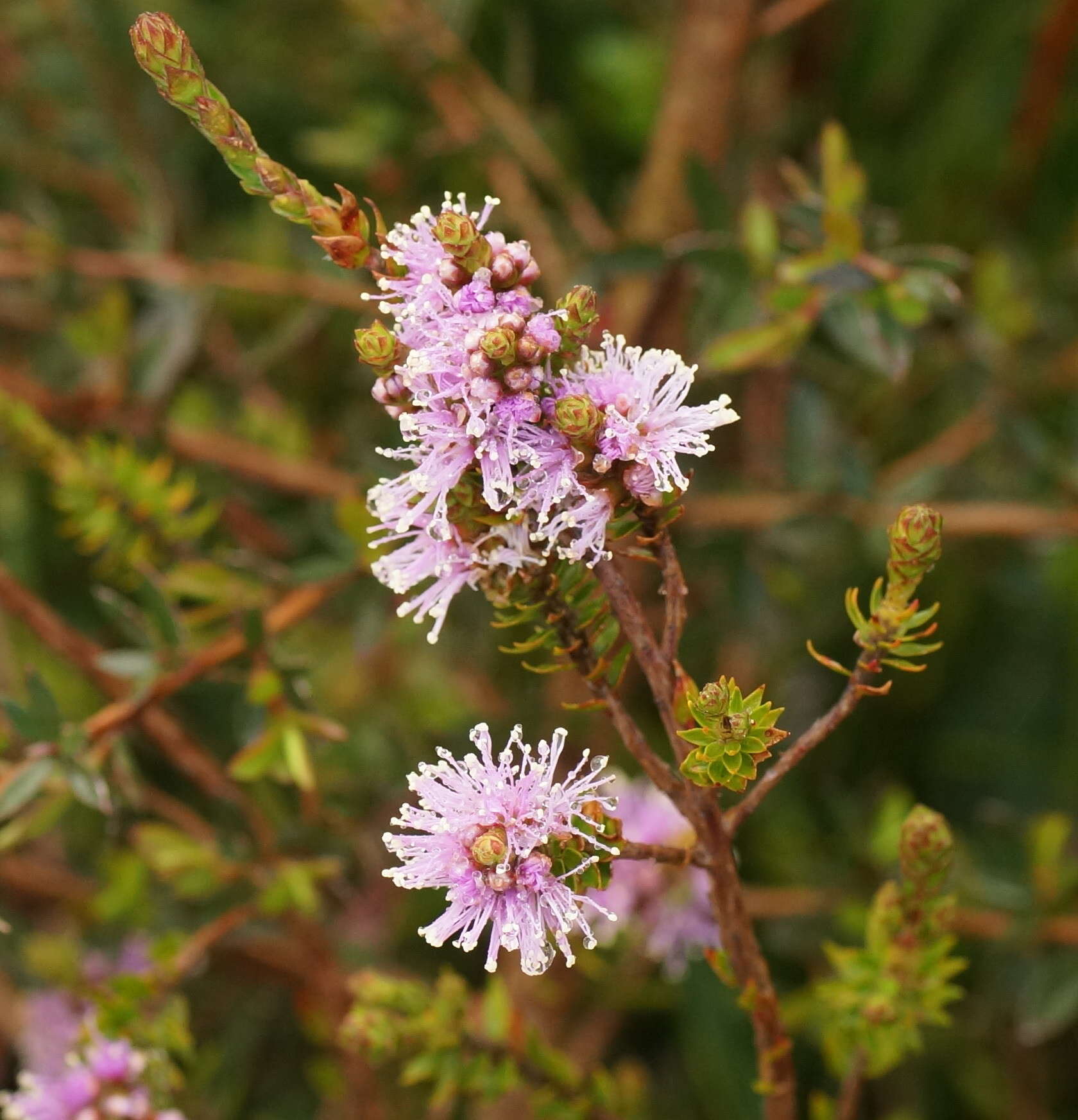 Image de Melaleuca squamea Labill.