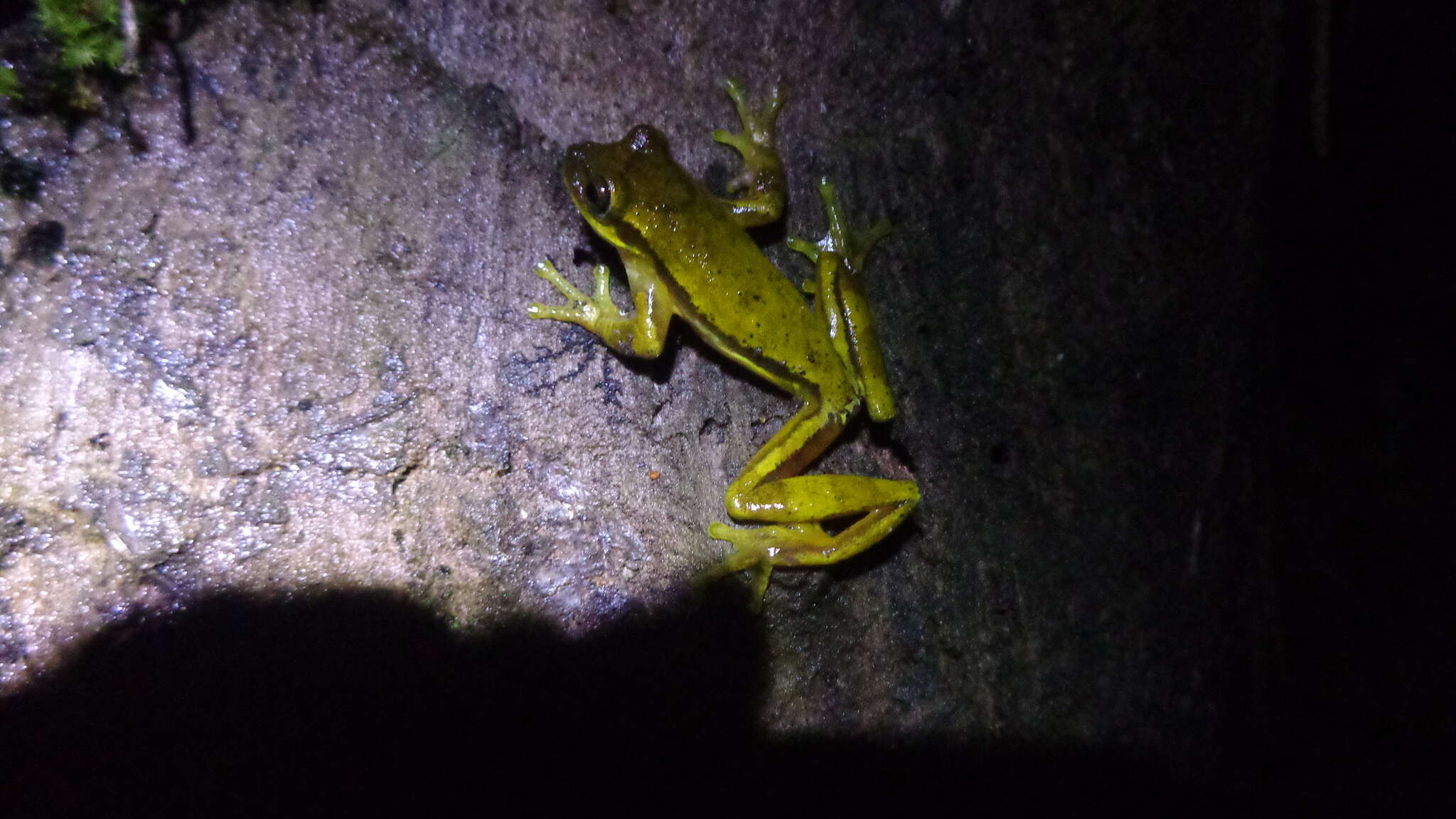 Image of Meadow Treefrog