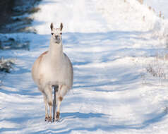 Image of llama