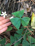 Image of Wood sorrel