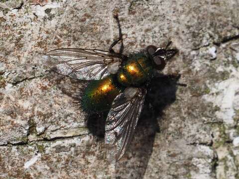 صورة Gymnocheta viridis (Fallen 1810)