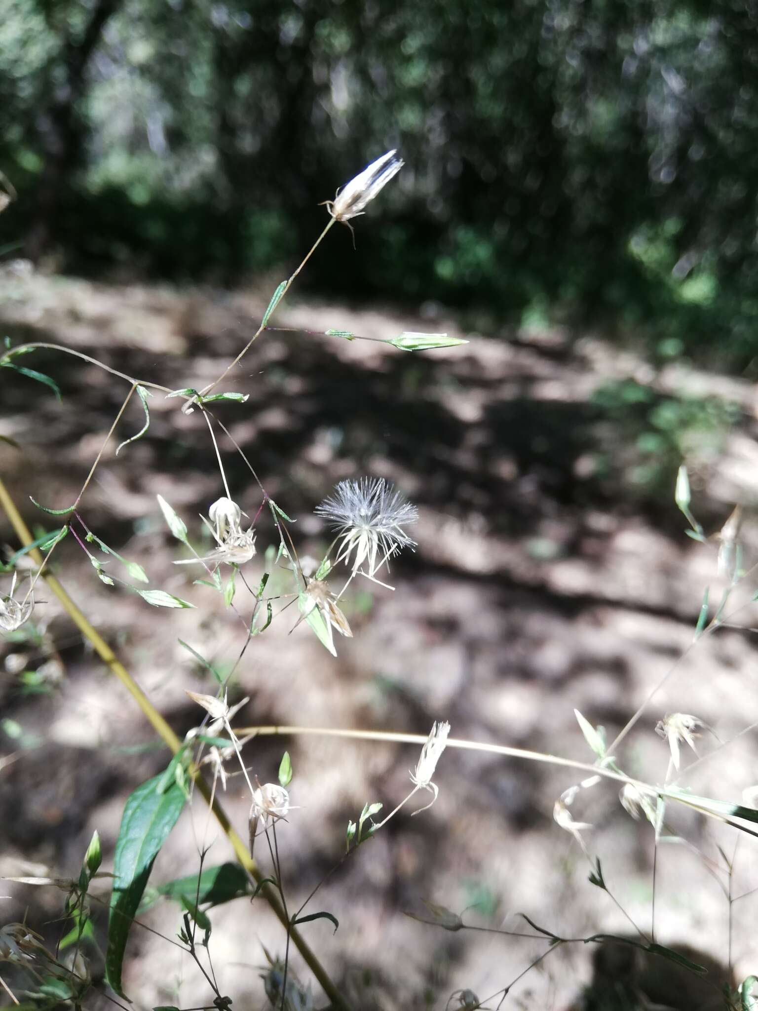 Image of Brickellia coulteri var. adenopoda (B. L. Rob.) B. L. Turner