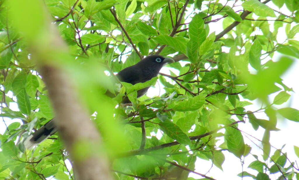 Image of Blue-faced Malkoha