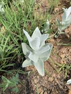 Image of Helichrysum thapsus (Kuntze) O. Hoffm.