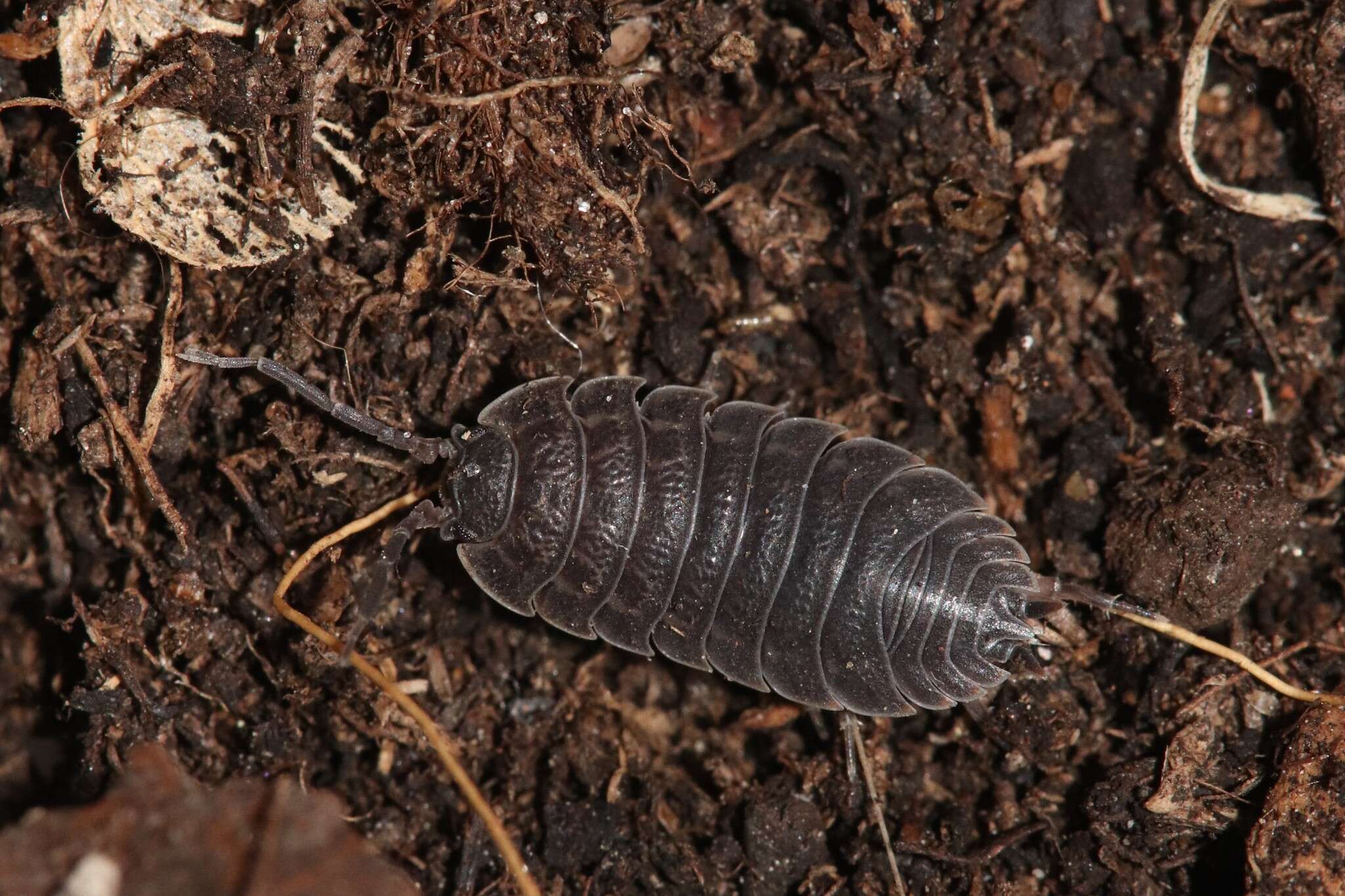 Image de Trachelipus nodulosus (C. Koch 1838)