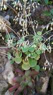 Image of Crassula cordata Thunb.