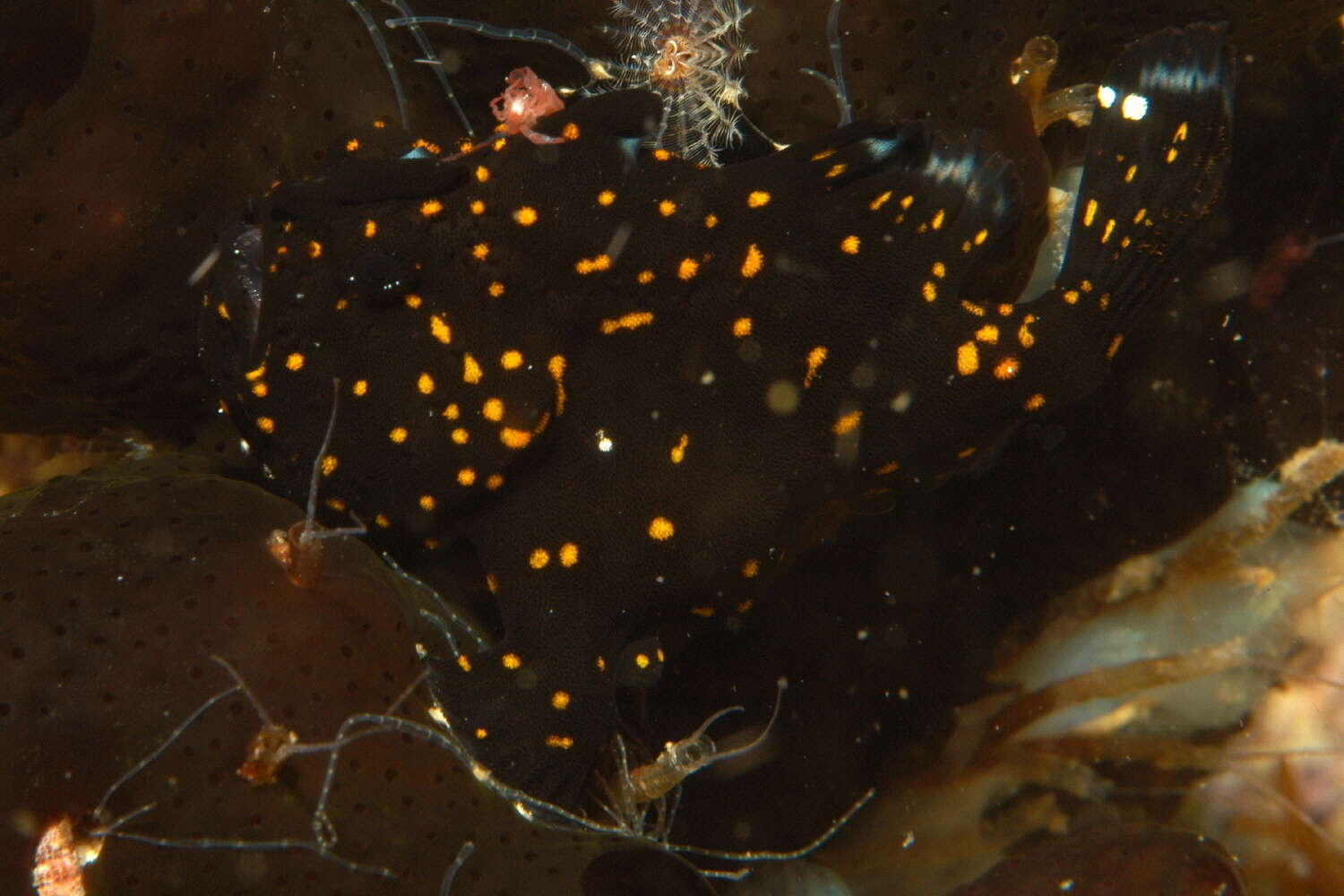 Image of Painted frogfish