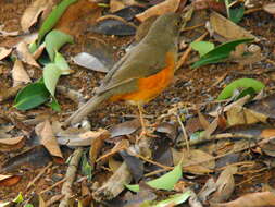 Image of Rufous-bellied Thrush