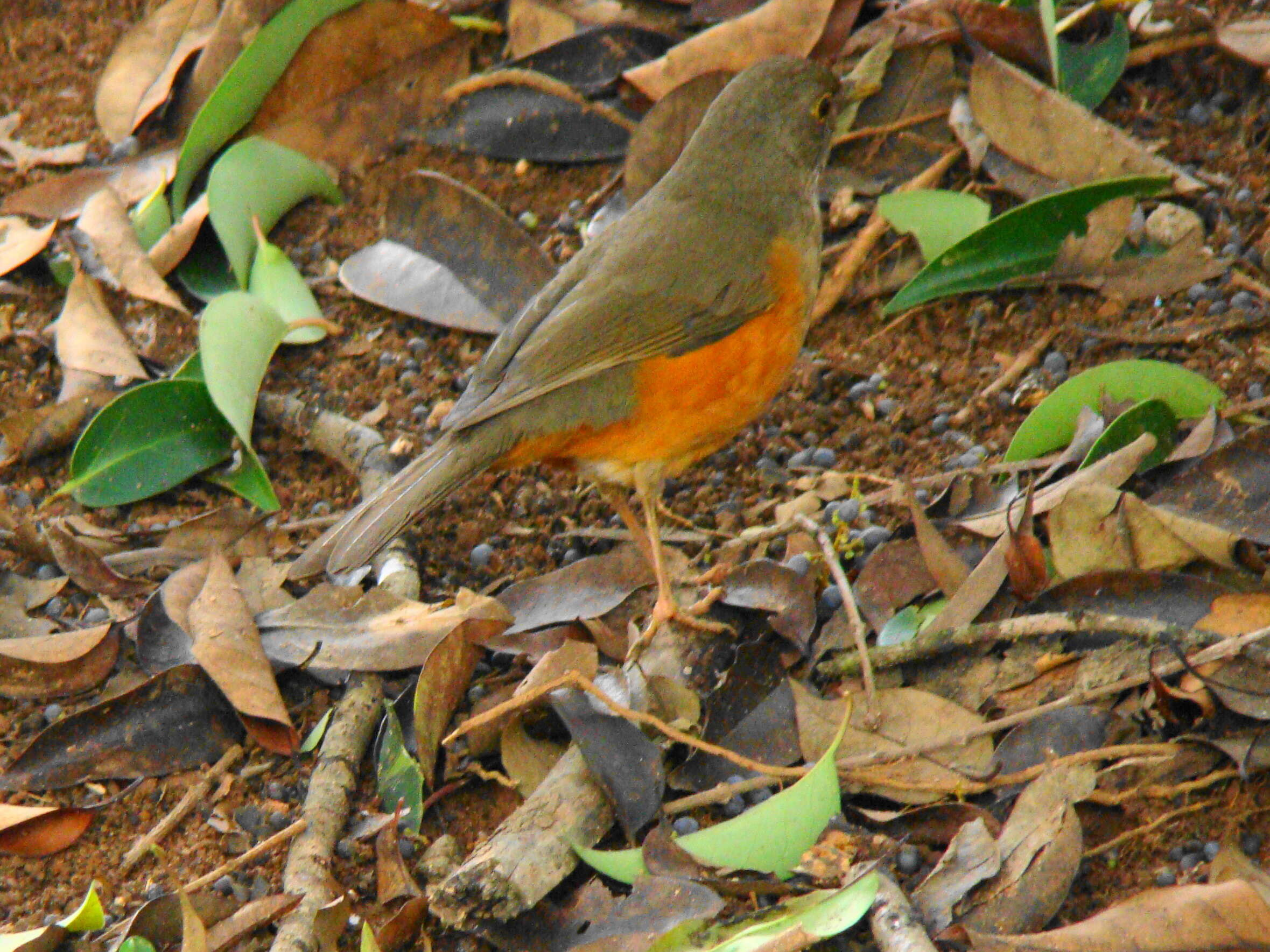 Image of Rufous-bellied Thrush