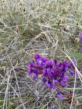 Image of Oxytropis stukovii Palib.