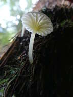 Imagem de Hygrocybe chromolimonea (G. Stev.) T. W. May & A. E. Wood 1995