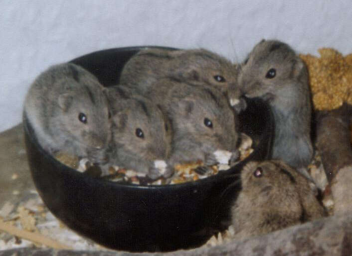 Image of STEPPE LEMMING