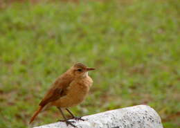 Image of Rufous Hornero