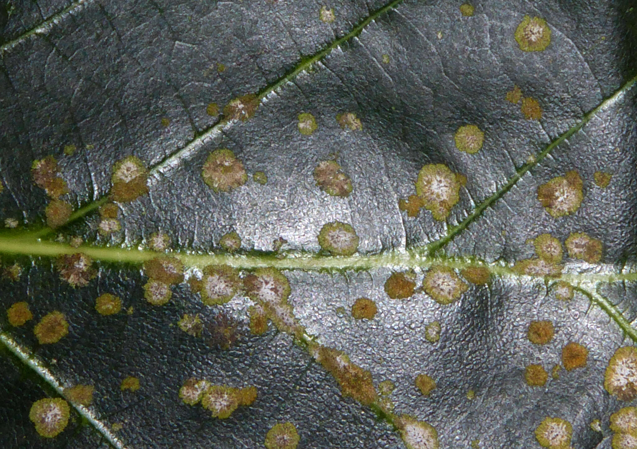 Image of strigula lichen