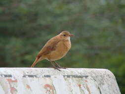 Image of Rufous Hornero