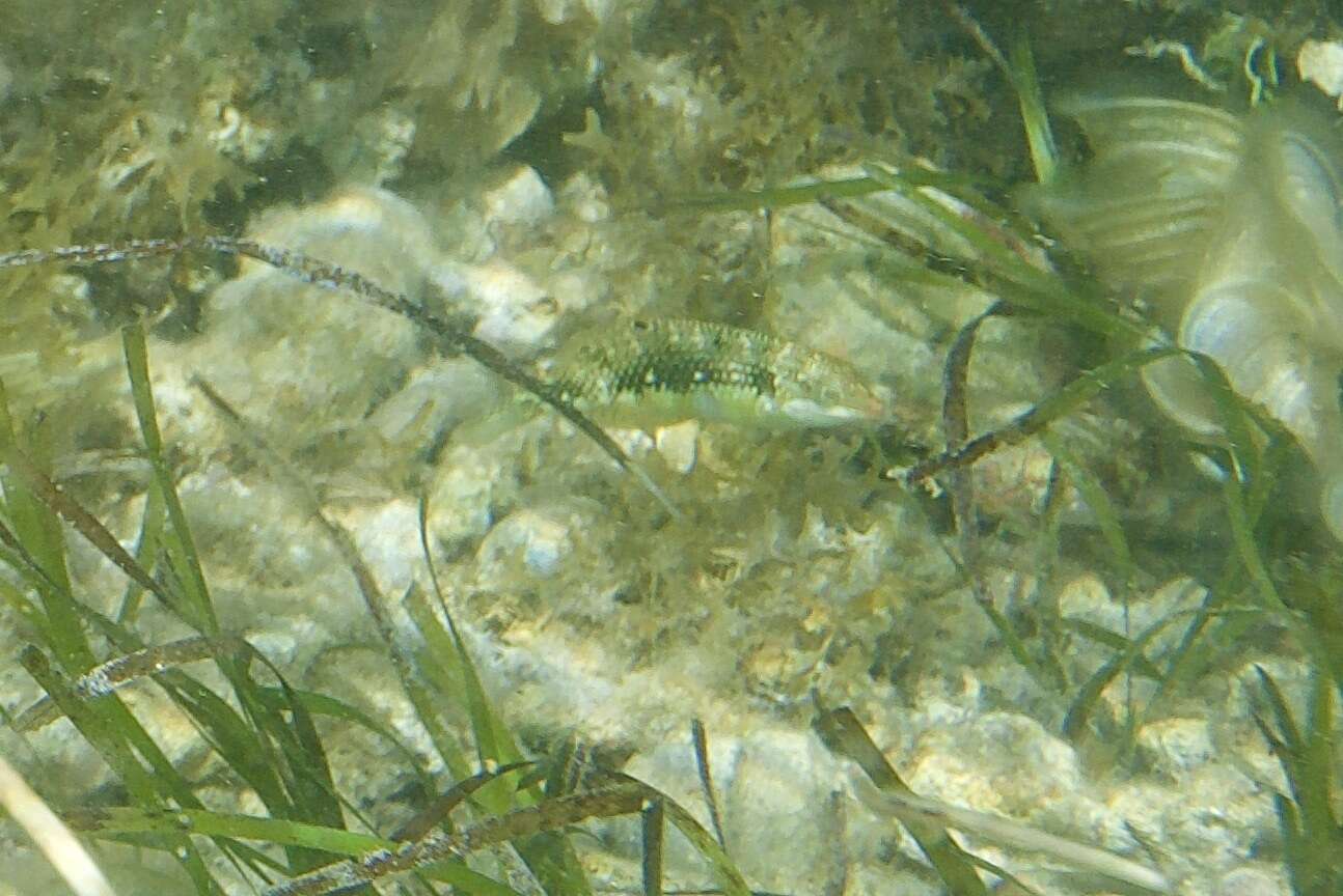 Image of Pink-belly wrasse