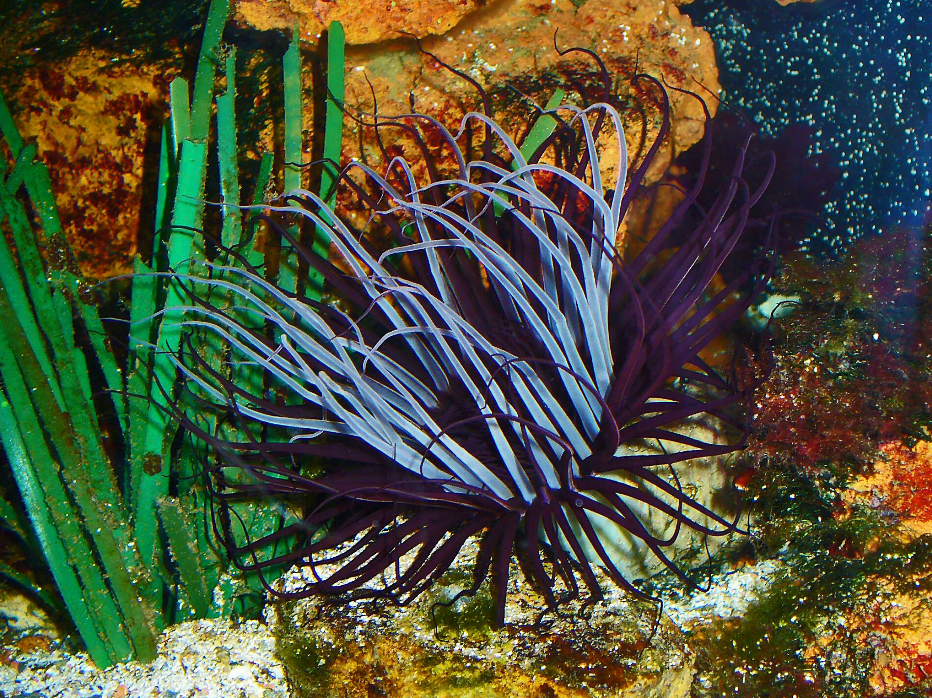 Image of Mediterranean cerianthid