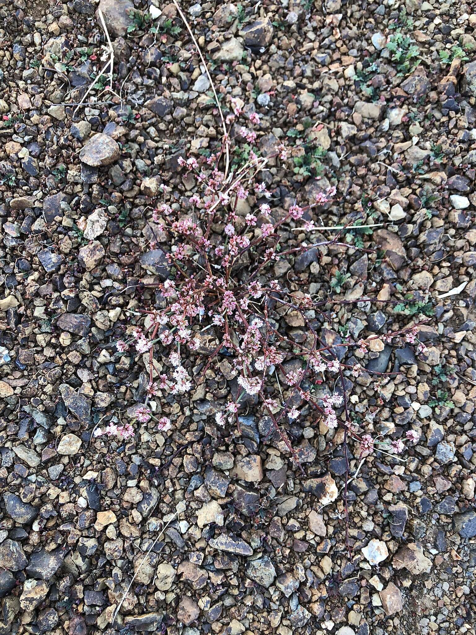 Image of goldencarpet buckwheat