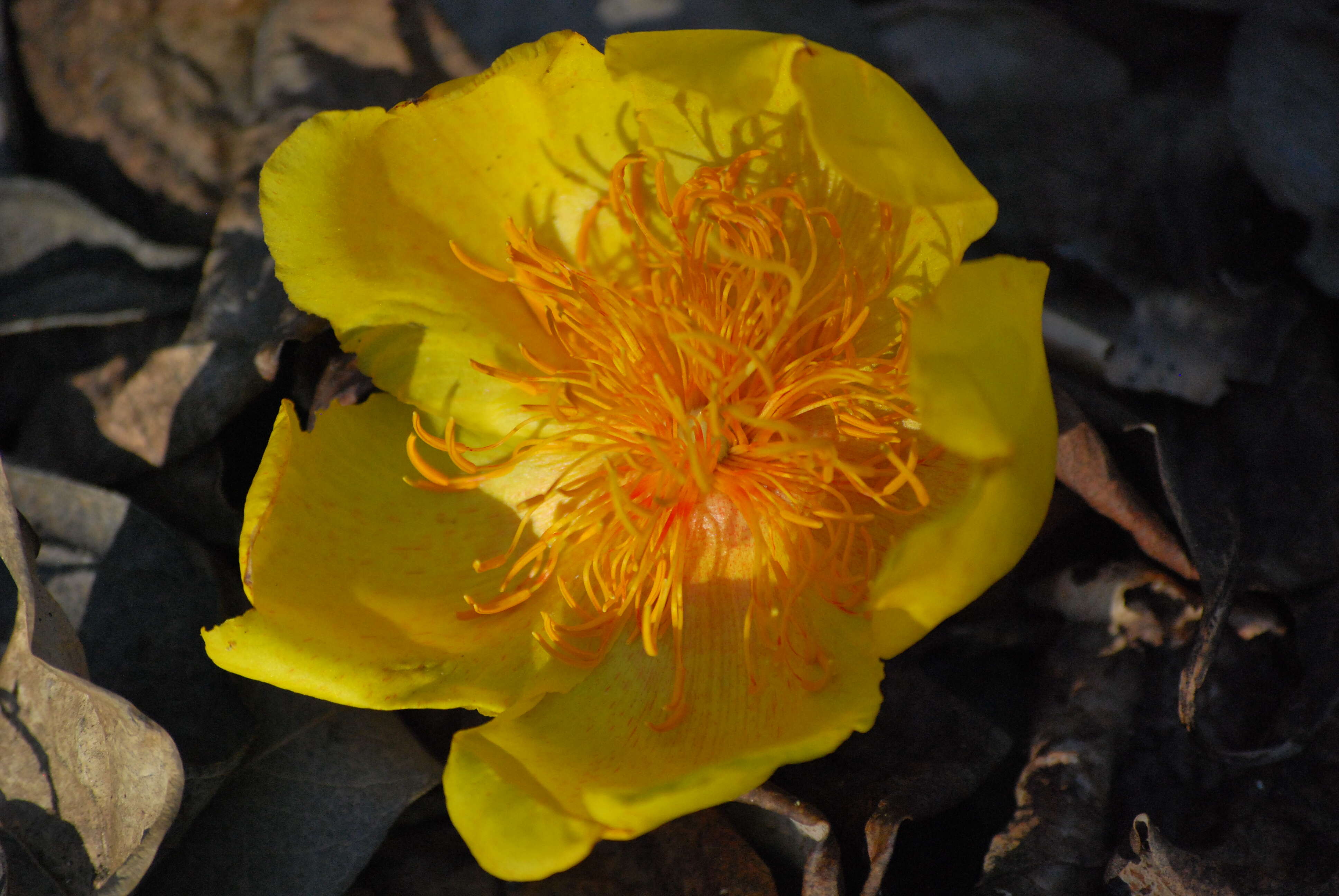 Cochlospermum religiosum (L.) Alston resmi