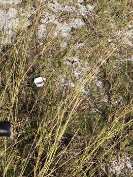 Image of pitted beardgrass