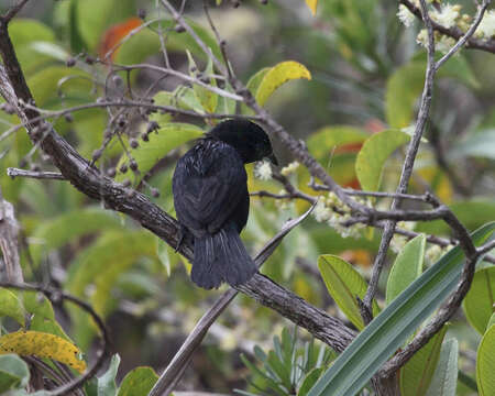 Image of Red-shouldered Tanager