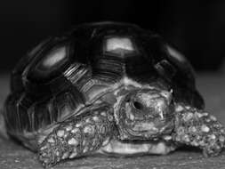 Image of Yellow-footed Tortoise